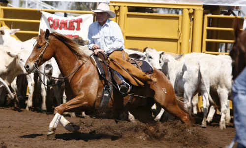 Comet River Cutting and Campdraft attracted big names and even bigger crowds. Comet River Cutting and Campdraft attracted big names and even bigger crowds.